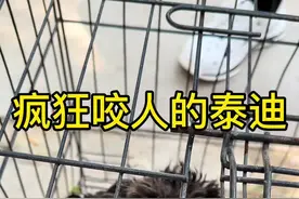 一只小小泰迪能有多狂，#咬人的狗 #泰迪 #咬人的泰迪 #接狗