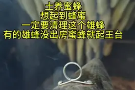 现在的蜜蜂一定要勤检查，有的雄蜂没出房蜜蜂就会造王台，雄蜂过多要清理才有蜂蜜，不然即便换一个蜂王，很快蜜蜂又起王台，中蜂是一个发热体，吃食量大。#养蜂技术分享 #蜜蜂养殖 #中蜂养殖