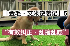 有效纠正狗狗“乱捡乱吃”#狗狗上学 #金毛 #西安训犬师