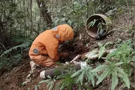 地龙蜂酒的功效与作用 有袪除风湿，缓解疼痛，强筋壮骨视频封面