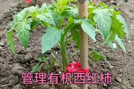 西红柿病害黄叶无需喷农药，给它喷点东西，病害消失长势壮产量高