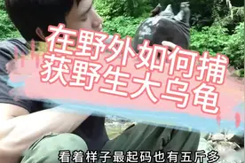如何在野外捕获野生大王八#野外生存 #野外生活纪录片 #荒野求生视频封面