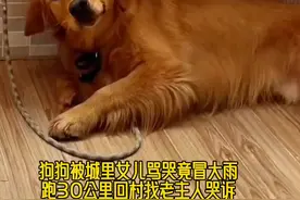 狗狗被城里女儿骂哭竟冒雨跑30公里回村找老主人告状#狗是人类最忠诚的朋友 #是宠物更是家人 #狗子成精了 #new3我们的奇迹视频封面