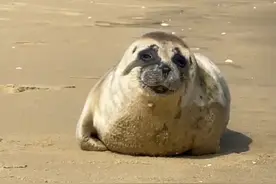 #北海 #海豹  来北海看海豹🦭吧，小可爱在沙滩上晒太阳呢视频封面
