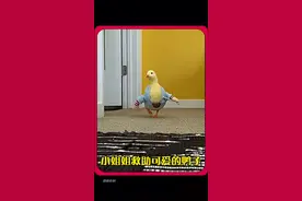 美女捡到一颗鸭蛋，没想到给他带来意外惊喜 #神奇动物在抖音 #动物救助 #内容启发搜索 #万物皆有灵性视频封面