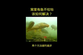 窝里有鱼不咬钩的解决办法#钓鱼知识 #野钓技巧 #钓鱼人 #户外钓鱼小技巧视频封面