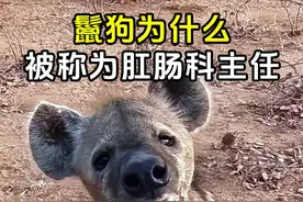 鬣狗为什么被称为肛肠科主任？ #鬣狗 #鬣狗掏肛 #鬣狗与狮子 #野生动物零距离