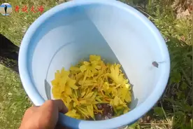 野生黄花菜丰收了，早8点采到晚6点能赚960元，看怎么采的