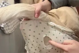 小狗的姨妈来了该怎么办 #拉布拉多 #小狗搭子 #妈宝狗