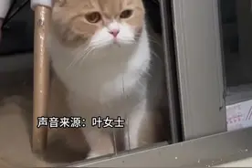 当小猫咪看到金丝熊，口水“飞流直下三千尺”，主人：是想买来陪它的@灯灯爱吃鸡胸肉视频封面