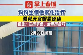 狗狗生病做雾化治疗，酷似天宫烟雾缭绕#狗子 #萌宠 （来源：@六个胃的美女 ）视频封面