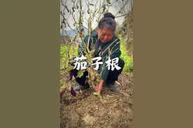 山乡古法藏智慧，取田间老树茄子根，煮水沐足，很多人颇为不解，但老辈子流传至今，应该有它的道理！#农村生活