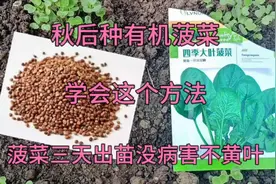 菠菜什么时候种？学会这招，菠菜三天出苗，后期菠菜不黄叶口感好视频封面