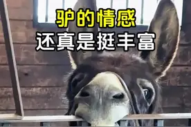 驴的情感还真挺丰富的～ #驴 #倔驴 #动物科普