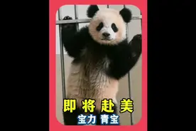 大熊猫宝力青宝今年年底即将赴美，开启长达10年的旅美生活视频封面