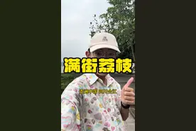 走遍中国四川合江：真绿化带里都是荔枝！ #美食 #旅行 #旅行推荐官