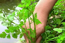生长在水沟边的水芹菜，村里人喜欢把它采回来晒干储存。#新农人2024 #植物科普视频封面
