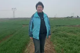 小麦拔节了，不建议除草了！容易发生药害，影响小麦生长！甲基二磺隆，您是如何使用的？#小麦 #小麦种植 #除草剂药害 #甲基二磺隆 @田野风（中海精选团队） @琼姐聊农业（中海精选团队）视频封面