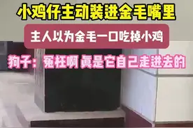 #看一遍笑一遍 金毛说他自己跑进我嘴里的，不关我的事#怀疑狗生视频封面