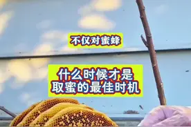 什么时候才是取蜜的最佳时机  #取蜜 #蜂蜜视频封面