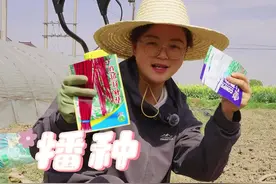 长豇豆怎么种？ #豇豆 #关注我一起学种菜 #我的小菜园 #种植小技巧 #自己种的纯天然的绿色蔬菜