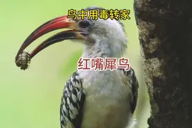 红嘴犀鸟筑巢繁殖后代 #动物科普 ##红嘴犀鸟一生只爱一个##鸟类