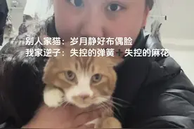 失控的弹簧➕失控的麻花#小猫咪能有什么坏心思它只想被爱 #我镜头下的小猫 #谁能拒绝主动爬你怀里的小猫咪呢 #这小奶猫真的超喜欢对着镜子傻笑 #关注流浪猫