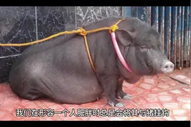 不要再说猪胖了，它的体脂率比你还低，是标准的好身材。