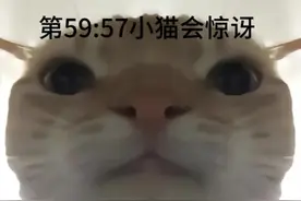 #魔性猫咪表情包 #别划走 #曼波 一定要看完视频封面