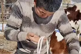 牛笼套#养牛人 #牛羊养殖 #养殖户 #拴牛绳结教程