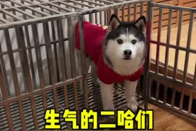 我好像一句话让两只二哈都生气了！！#傻狗的日常 #不养狗不知道养狗的乐趣 #铲屎官的乐趣视频封面