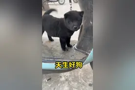 天生就是只好狗 如此听话的小黑狗怎能不爱#中华田园犬 #黑狗 #五黑犬