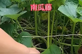 酸辣味的南瓜藤超级下饭，你们喜欢吃吗？#我的乡村生活 #南瓜藤家常做法 #自己种的纯天然的绿色蔬菜 #农村美食 #新农人计划2024