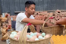 养鸡快十年来，什么样的困难也遇到过，一千只养活一只，发洪水把鸡都冲走，再这样坎坷的经历下一直在坚持养着鸡，好在老天照顾我，朋友们支持我，在自己的尽力下也挺过来了，有了现在小小的成就。视频封面