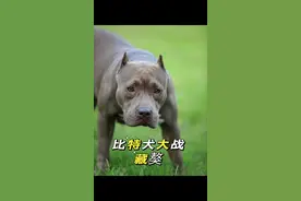 比特犬大战藏獒 #狗 #狗子 #狗狗 #比特犬 #藏獒