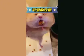 仓鼠每次都把食物藏在嘴里，女孩让它的食物吐出来，它还闹脾气 #神奇动物在抖音萌宠出道计划 #人与动物和谐共处 #小动物们能有多治愈 #就喜欢萌萌乖乖的小萌宠 #萌宠版你好你好你好视频封面