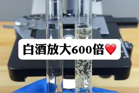 白酒啤酒混着喝，会有什么后果！#显微镜下的世界 #微观世界 #喝了白酒再喝啤酒的危害视频封面
