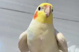 大家好像有点喜欢听我唱叽咕叽？#鹦鹉 #玄凤鹦鹉