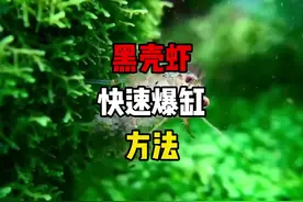 我的黑壳虾养到爆缸，为什呢你却养不活?考虑这四个方面#水族视频封面