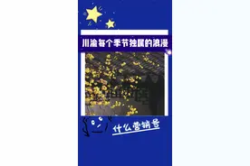 一束花一个季节，是川渝的浪漫#鲜花 #冷知识 #腊梅视频封面
