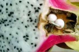 壁虎蛋为什么下在火龙果里？#科普 #冷知识 #涨知识 #火龙果