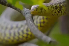 王锦蛇ⅤS眼镜王蛇