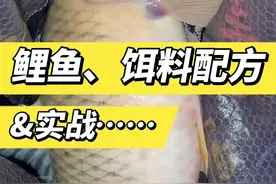 一款简单有效野钓鲤鱼、草鱼的饵料。实战3小时，收获2条红眼，1条大禾花鲤。新手好掌握，饵料状态随意调整。野钓黑坑均可使用#野钓鲤鱼草鱼饵料配方#黑坑鲤鱼草鱼饵料该怎么开#鲤鱼小药配方#野钓鲤鱼红眼