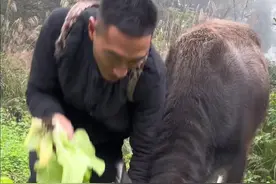 奶糖牛牛把菜都吃完了 白菜长得挺茂盛的，奶糖觉得小白菜太好吃了#牛牛喜欢吃小白菜   奶糖牛牛视频封面