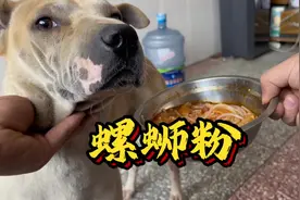 给小狗举办吃螺蛳粉挑战，看看谁是冠军！#农村生活 #狗狗 #动物视频封面