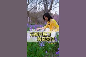 识花如识人，同时看到樱花、梅花、桃花、海棠如何区分呢？ 识花如识人，有人早春盛放，有人等半生才开一朵铿锵，花都开好了，别只顾着拍照，蹲下来听根的语言…#植物知识科普#瘦西湖#烟花三月下扬州#发现宝藏小城 #发现宝藏扬州