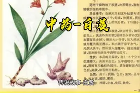 中药-白芨#科普中药材养生知识 #中医养生 #民间故事 #医学科普