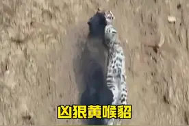 黄喉貂狩猎豹猫和兔子#解说版动物世界