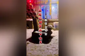 这只狐狸成了院里的常客大伙给起了个名字叫李白，挺有特点的，大伙觉得怎么样呢？#万物皆有灵性 #记录我的农村山里生活 #三农 #动物的迷惑行为#神奇动物在抖音