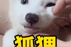 狐狸#萌宠#狐狸#宠物#宠物知识#科普@抖音短视频视频封面